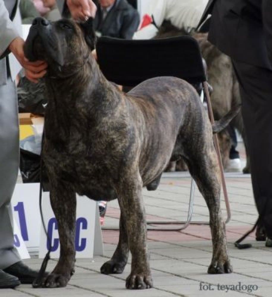 Inai de Canmuc 1