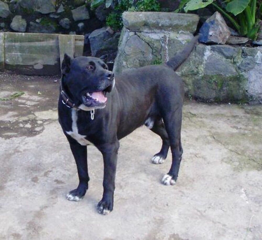 Mokan de Ricardo 1