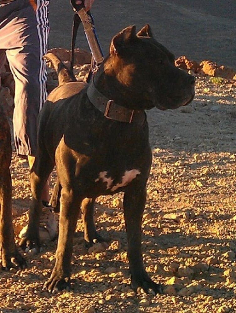 Jama de Perro de la Tierra 1