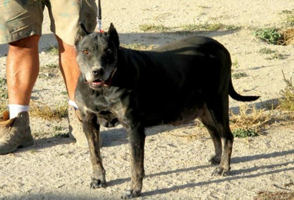 Ninfa de King Zulu 1