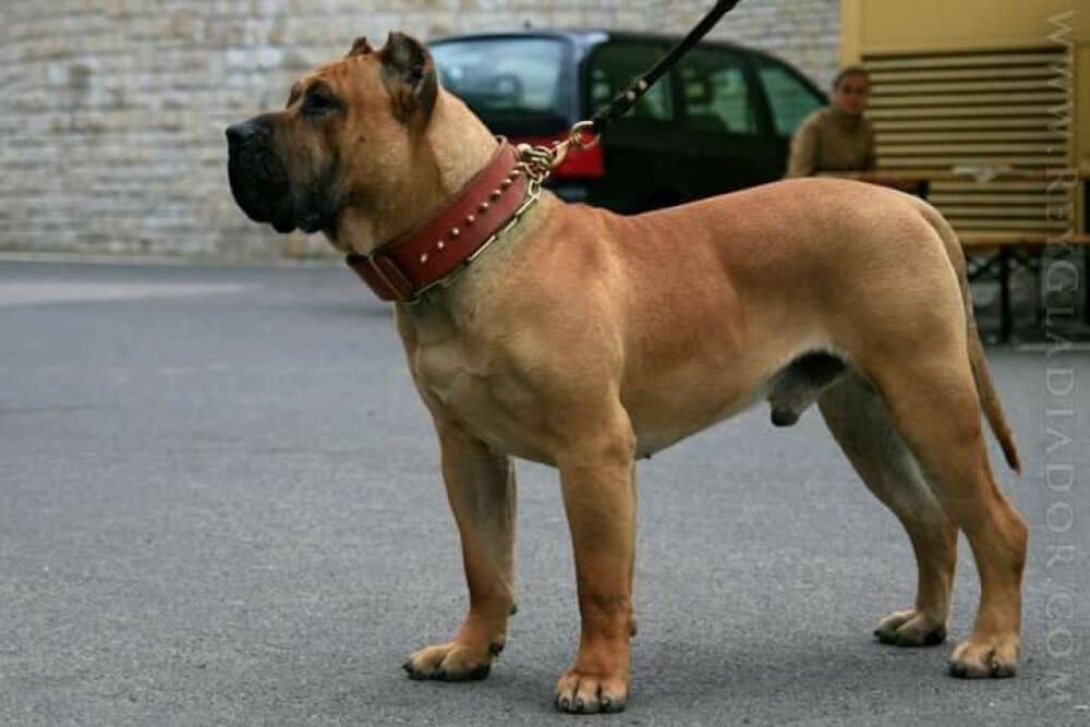 Vader de Barnacan Bull 1