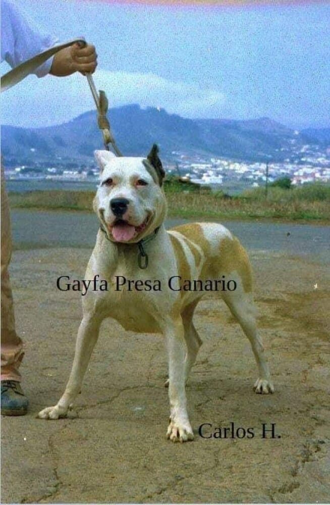 Anaga de Rucaden 1