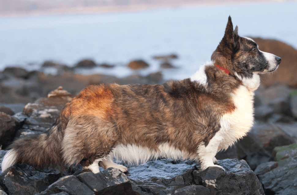 Corgi Galés de Cardigan