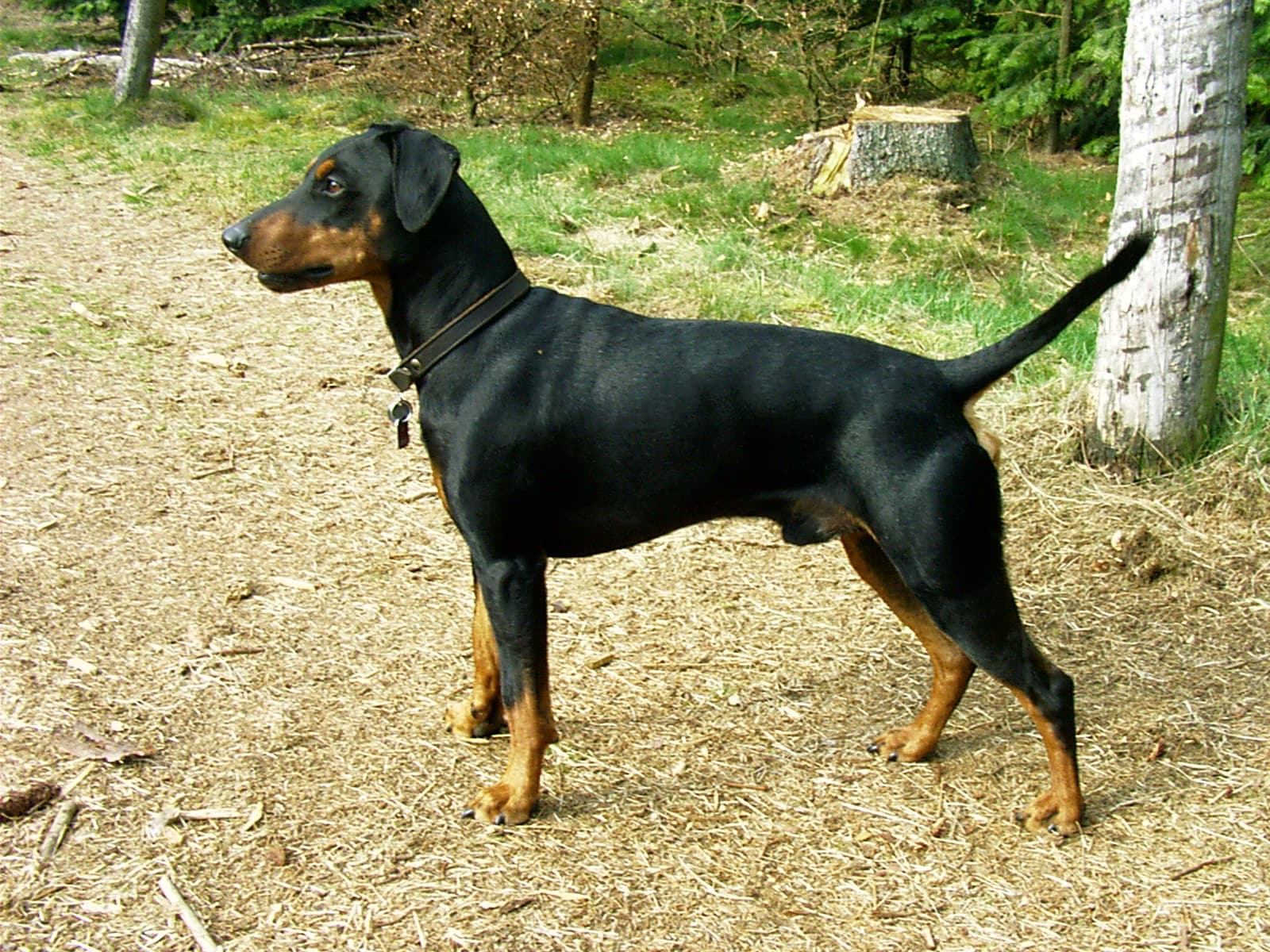 Pinscher Alemán