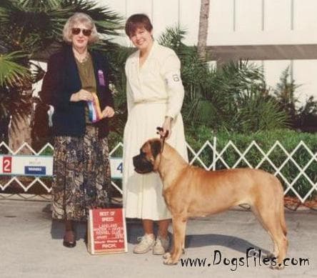 CH (US/CAN) Dox Ruby My Dear Blackslate 1