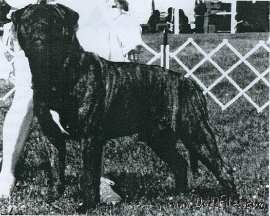 BLACKSLATE'S DUKE O'SANDCASTLE 1