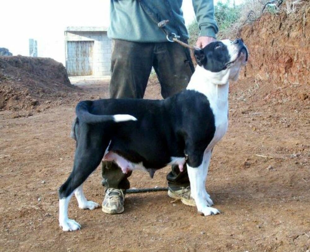 Yafira de Tibicenas 1