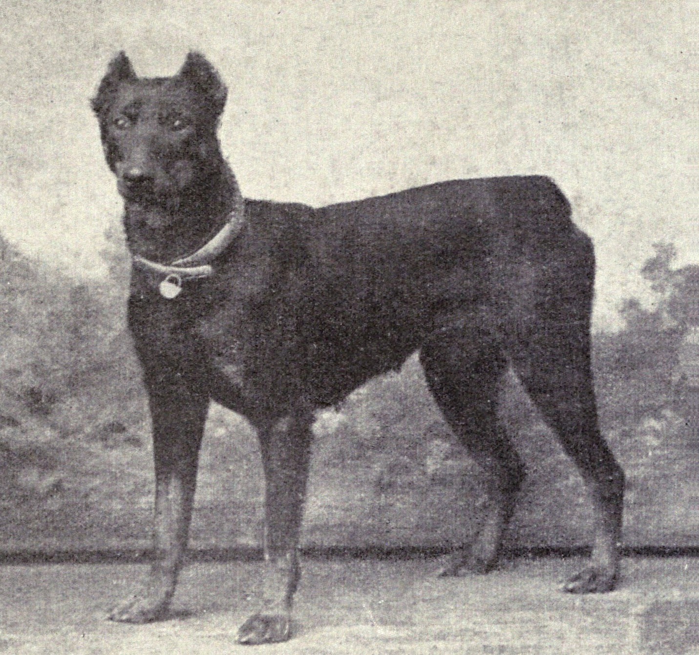 Dobermann (1915)
