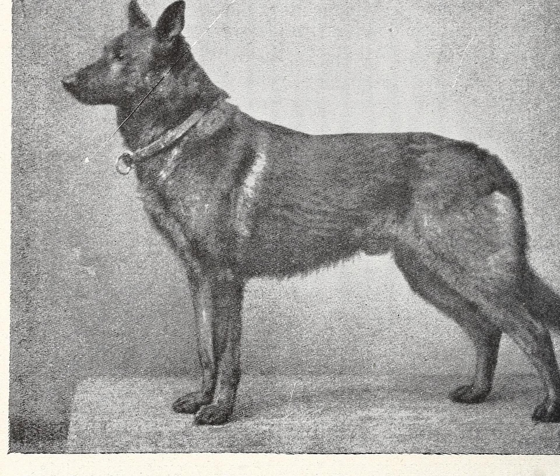 Hektor von Schwaben 1