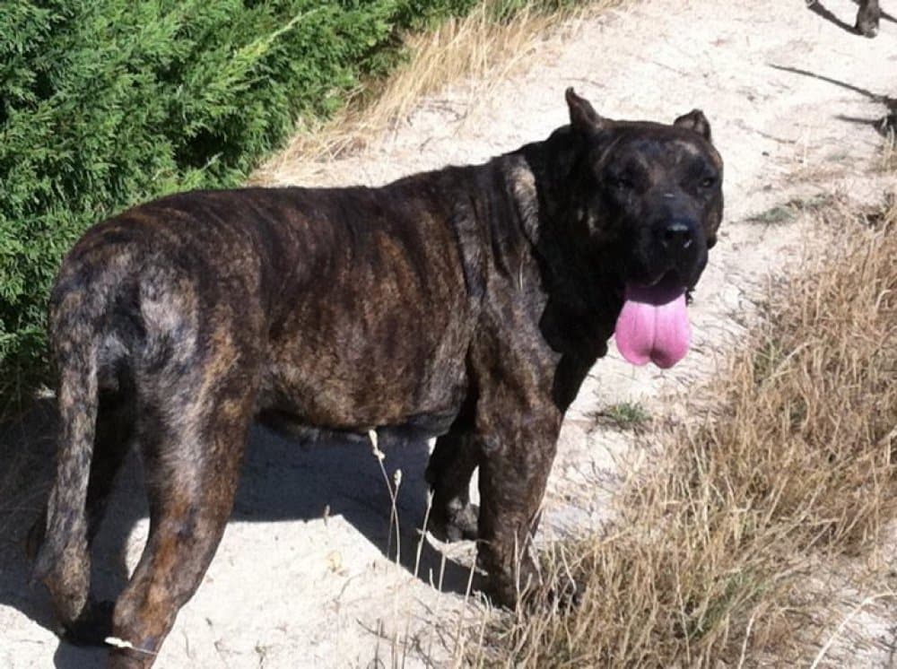 RAIZA DE BARNACAN BULL 1