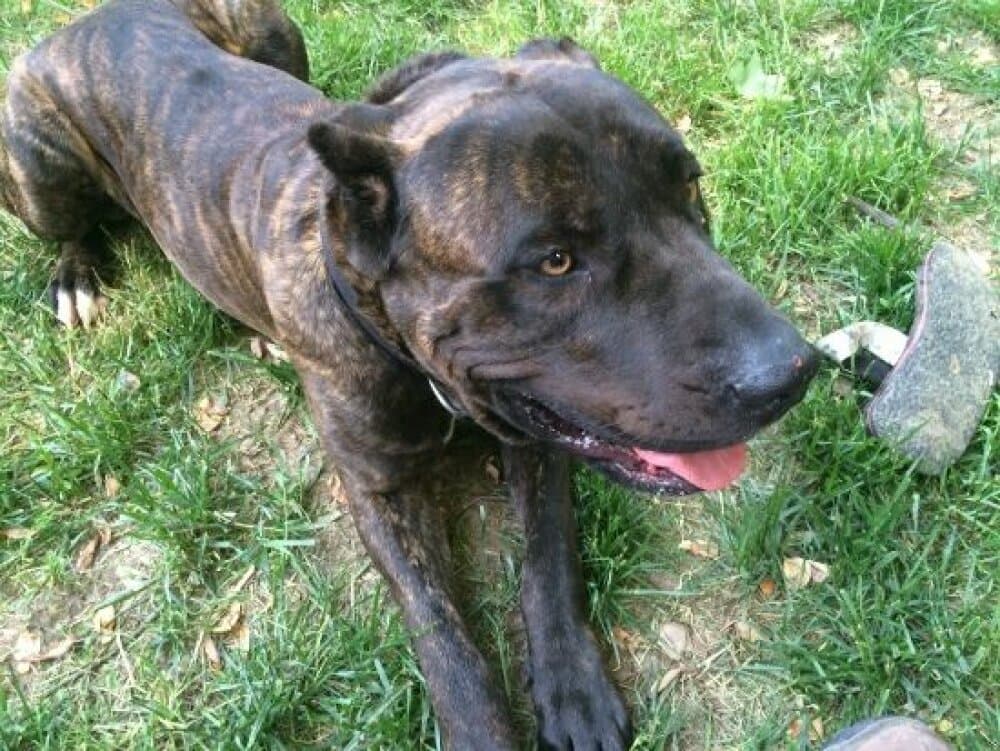 CAPITOL KENNEL DIABLO (CK DIABLO) 1