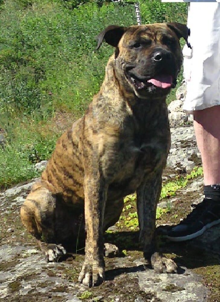 LEO 1