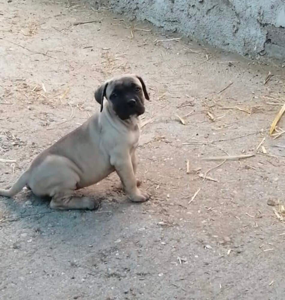 INDIA DE KING ZULU 1