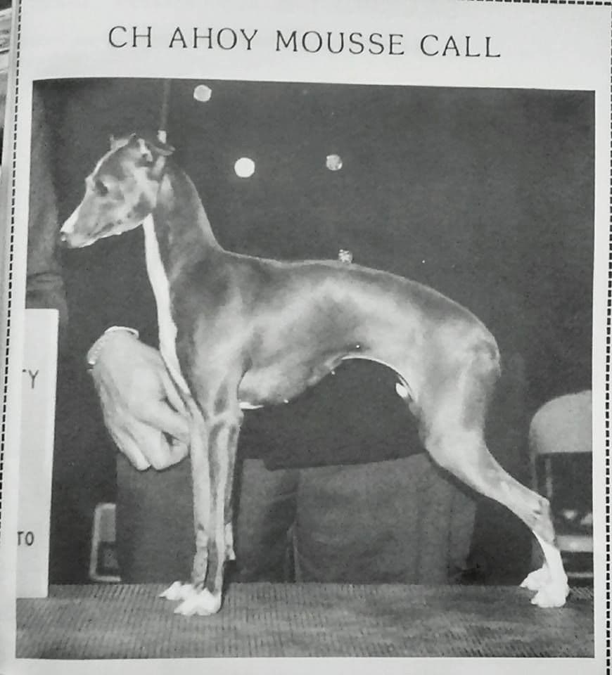 Ahoy Mousse Call 1