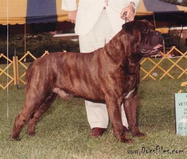 BLACKSLATE'S BOSTON BLACKIE 1