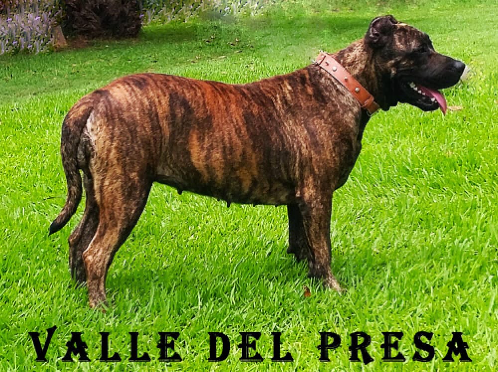 YORKA DE VALLE DEL PRESA 1