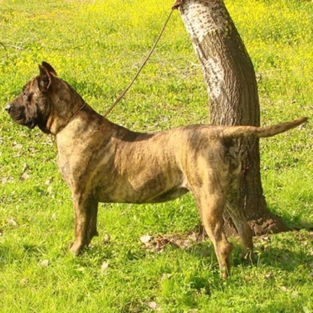 WINNY DE GUADALCAN 1