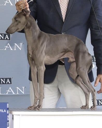 Hector Dei Raggi Di Luna 1