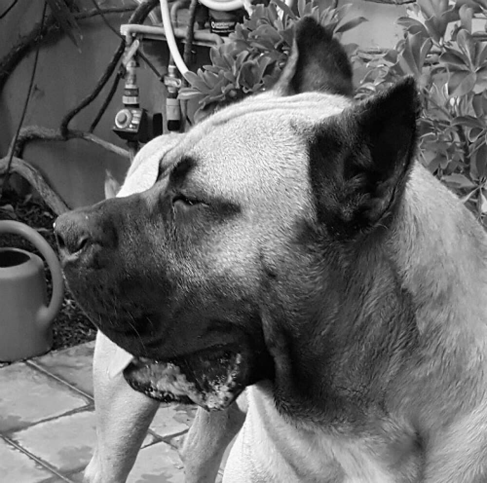 BRUCO DE GAROEBULLDOG 1
