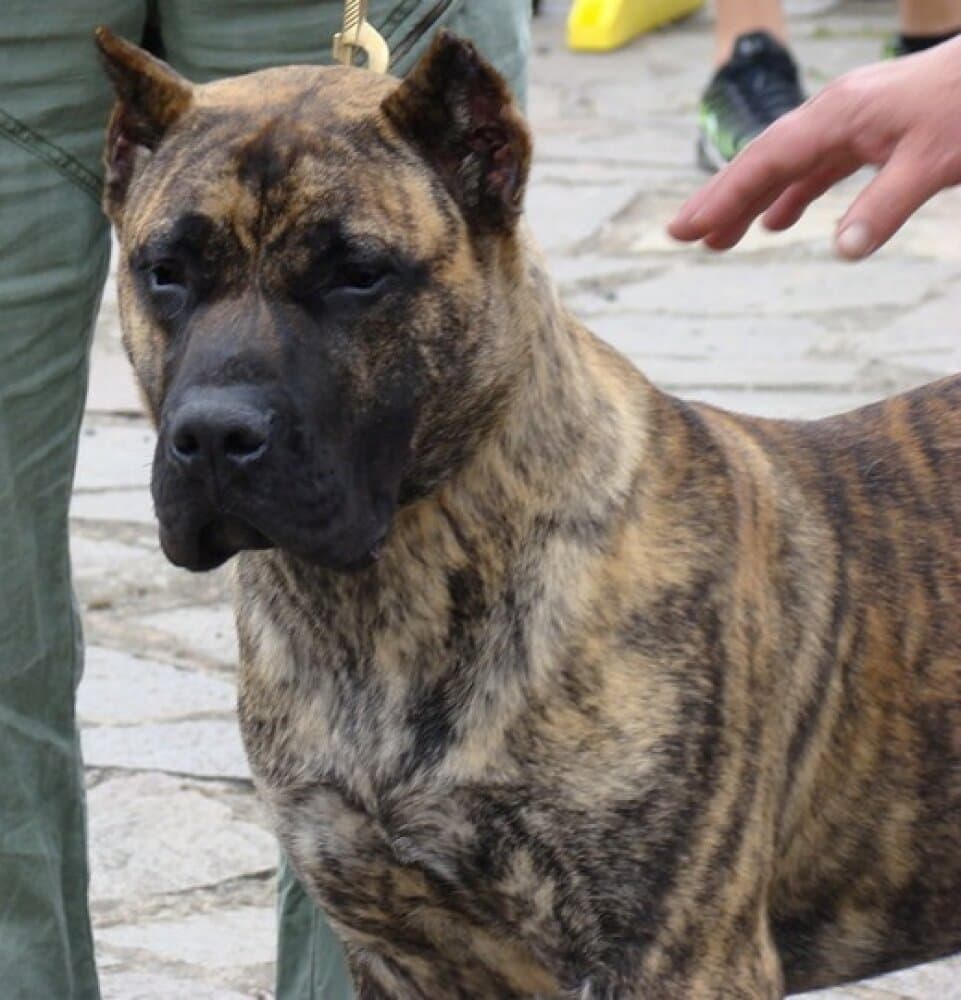 APOLO DE SAMCOR 1