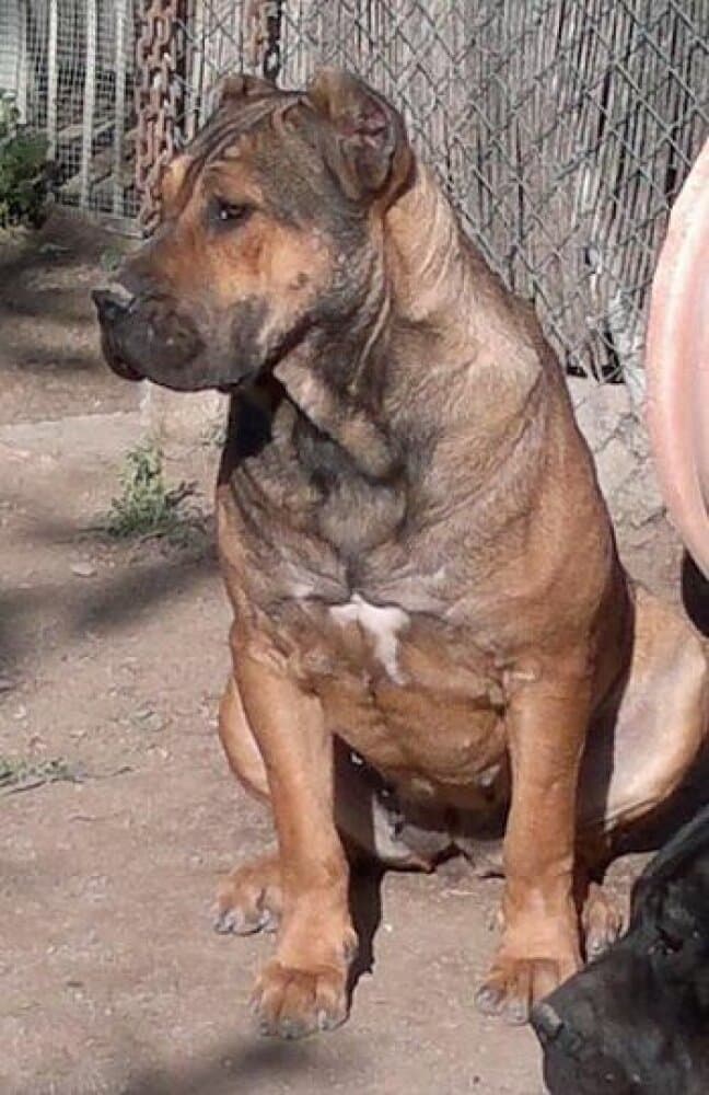 CAMERON DE KING ZULU 1