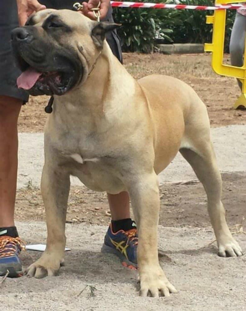 TROY DE HORNOS DE CAL 1