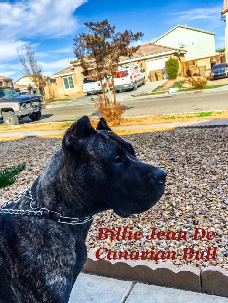 CANARIAN BULL'S ATHENA 1
