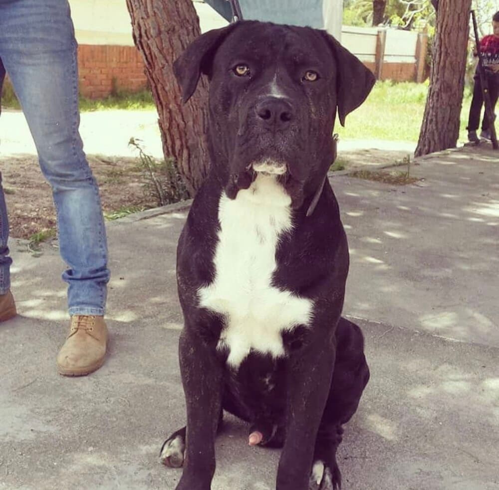 ARES DE KING ZULU 1