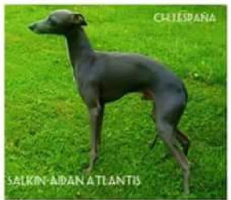 Salkin-Aidan Atlantis 1