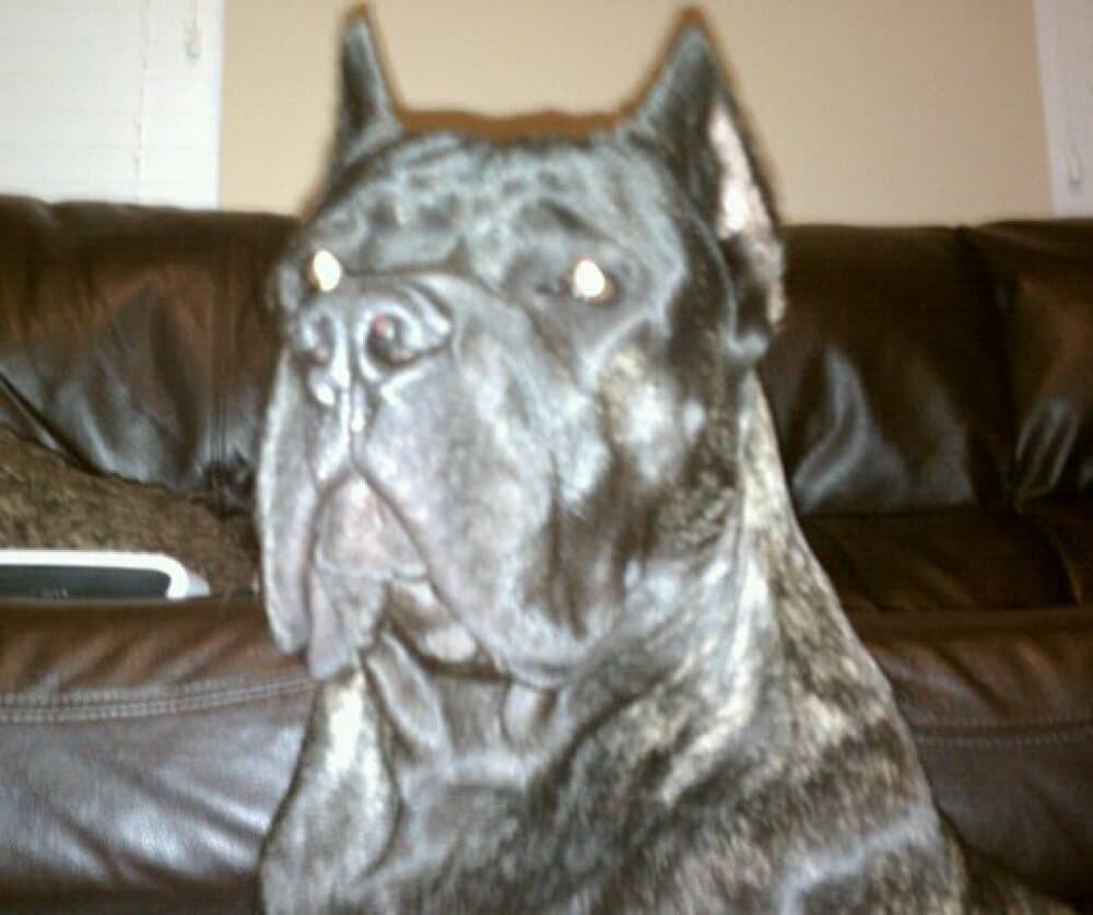AMOS DE CORDOGCAN 1