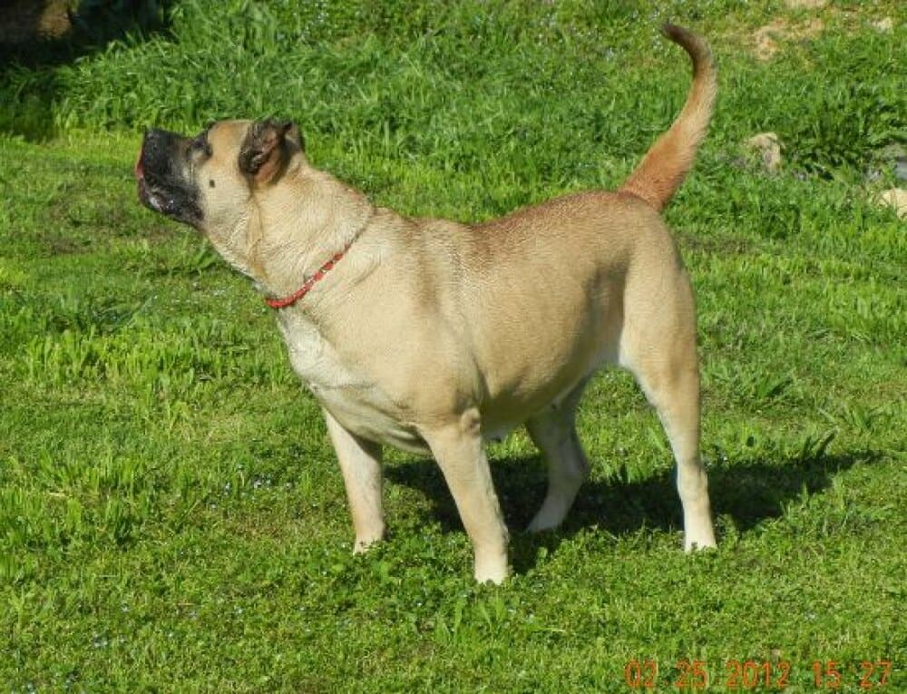 STAR OF ICIS (ZOE) 1