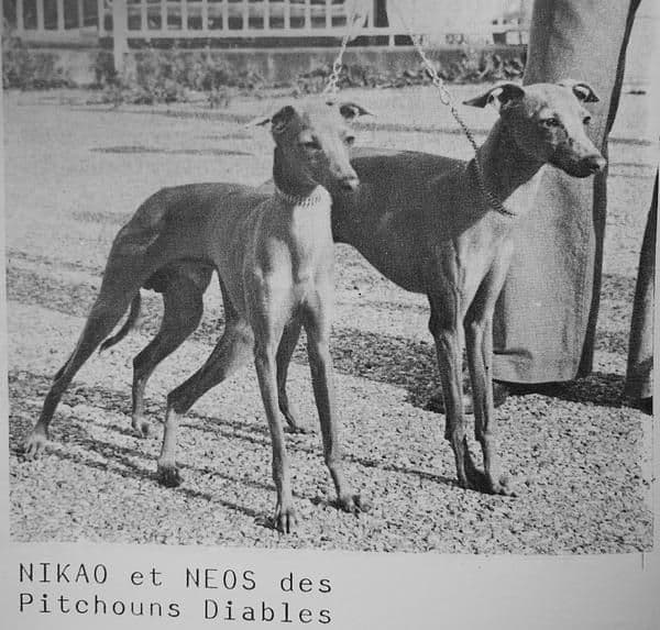 Nikao Des Pitchoun Diables 1