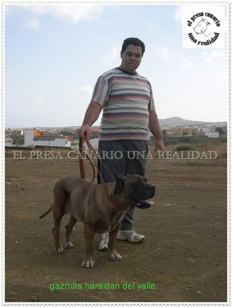 GAZMIRA DE HARIDIAN DEL VALLE 1