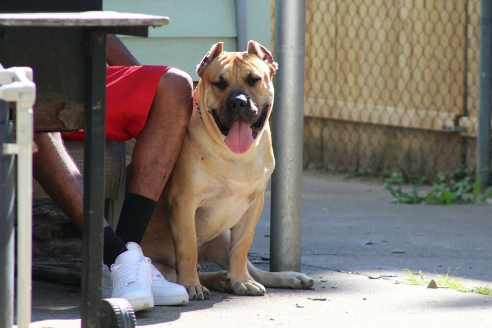 KINGDOM K9'S ZEUS 1
