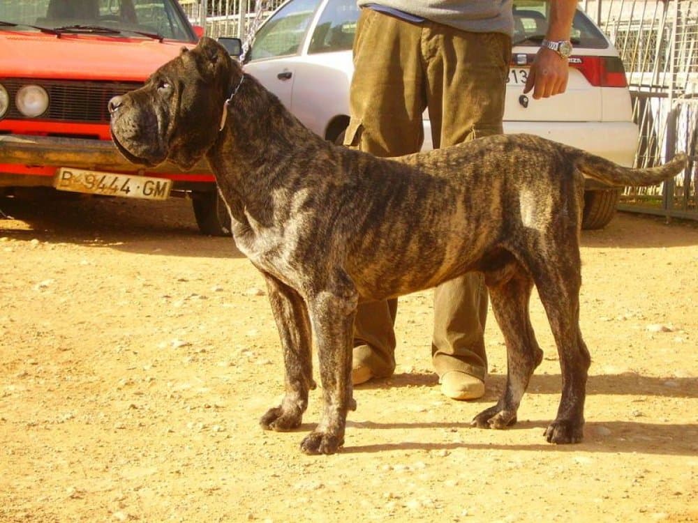 VICTOR DE CASA DEL PRESA 1