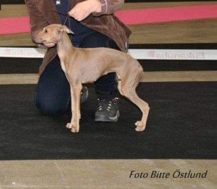 Nitusch Floria 1