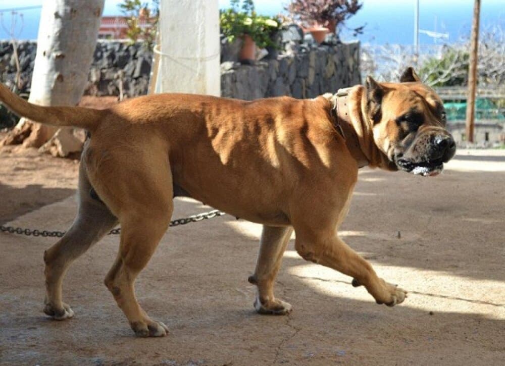 TATO DE LINEA M 1