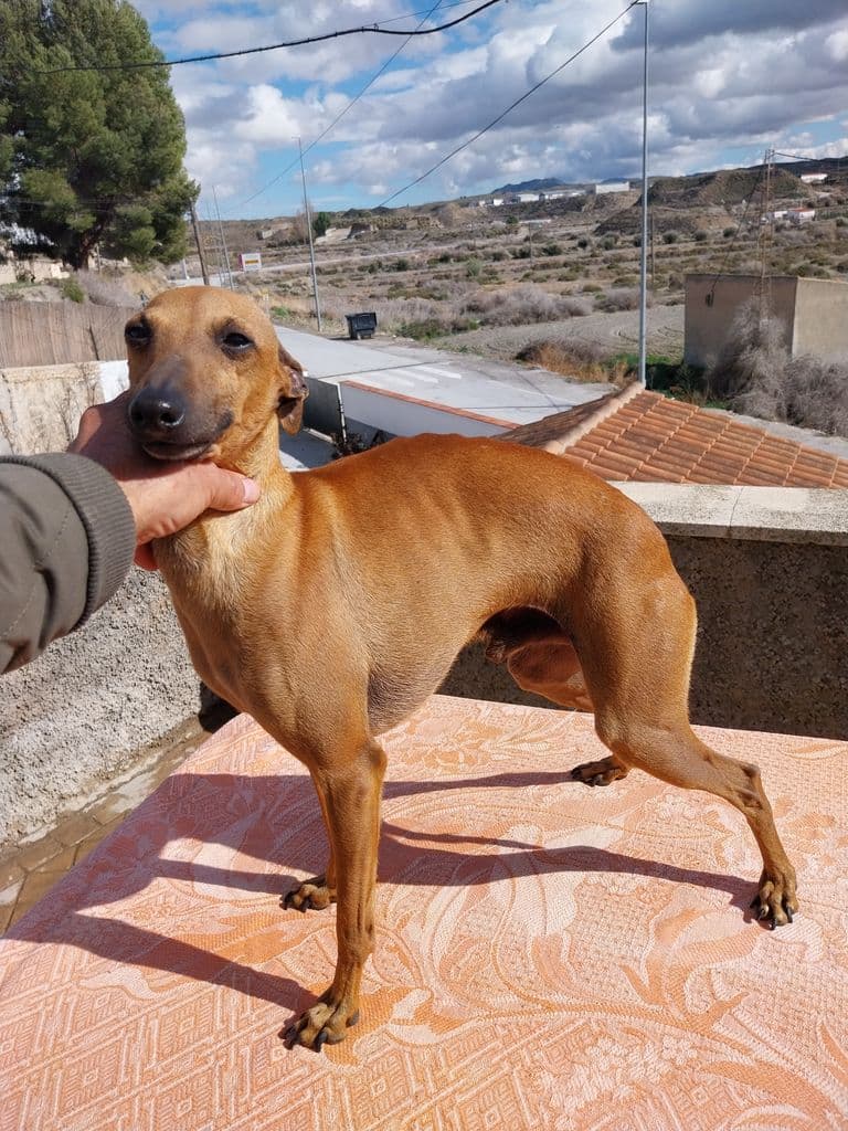 Mateo De Escriba Divino 1