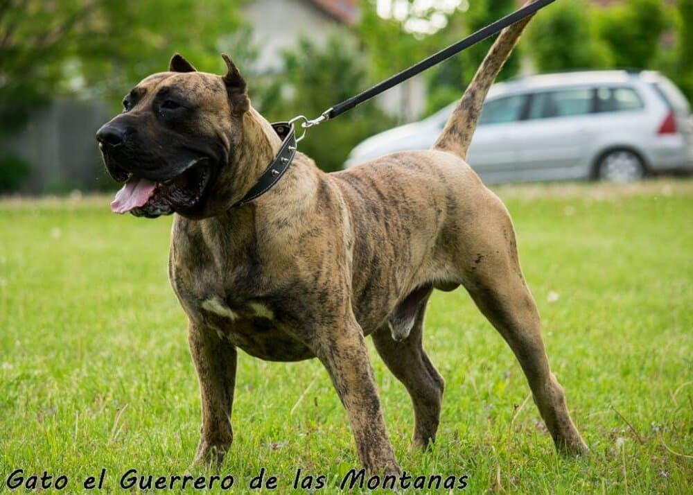 GATO EL GUERRERO DE LAS MONTANAS 1