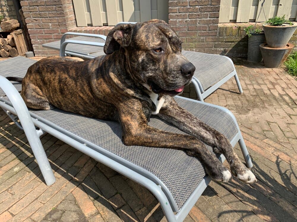 DARWIN DE KING ZULU 1