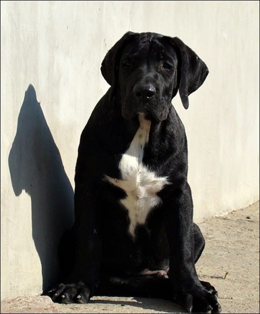 DYKTATOR CABALLERO CANARIO 1