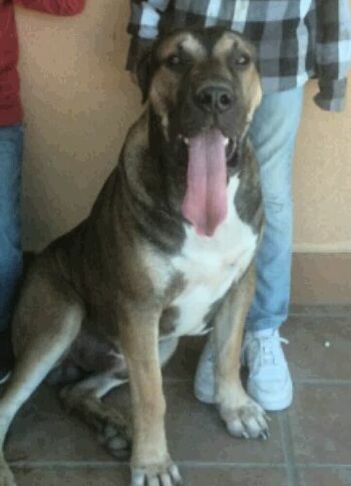 PANCHO DE KING ZULU 1