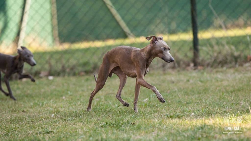 Isis Ionel Bugsy 1