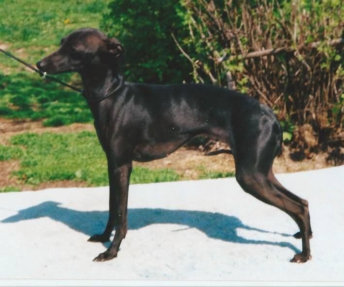 Necku Pantera Nera 1