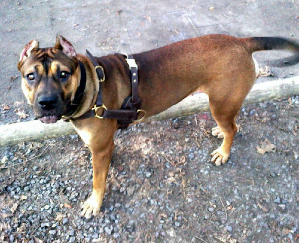 ASIA DE KING ZULU 1