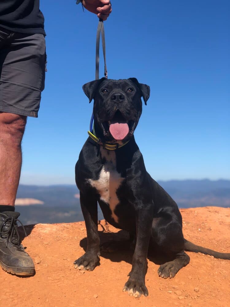 OCHO (8) DE KING ZULU 1