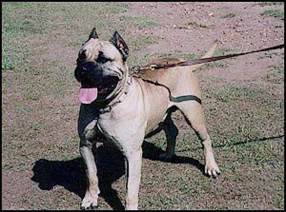 PANDA TURF GASTON (MACHO) 1