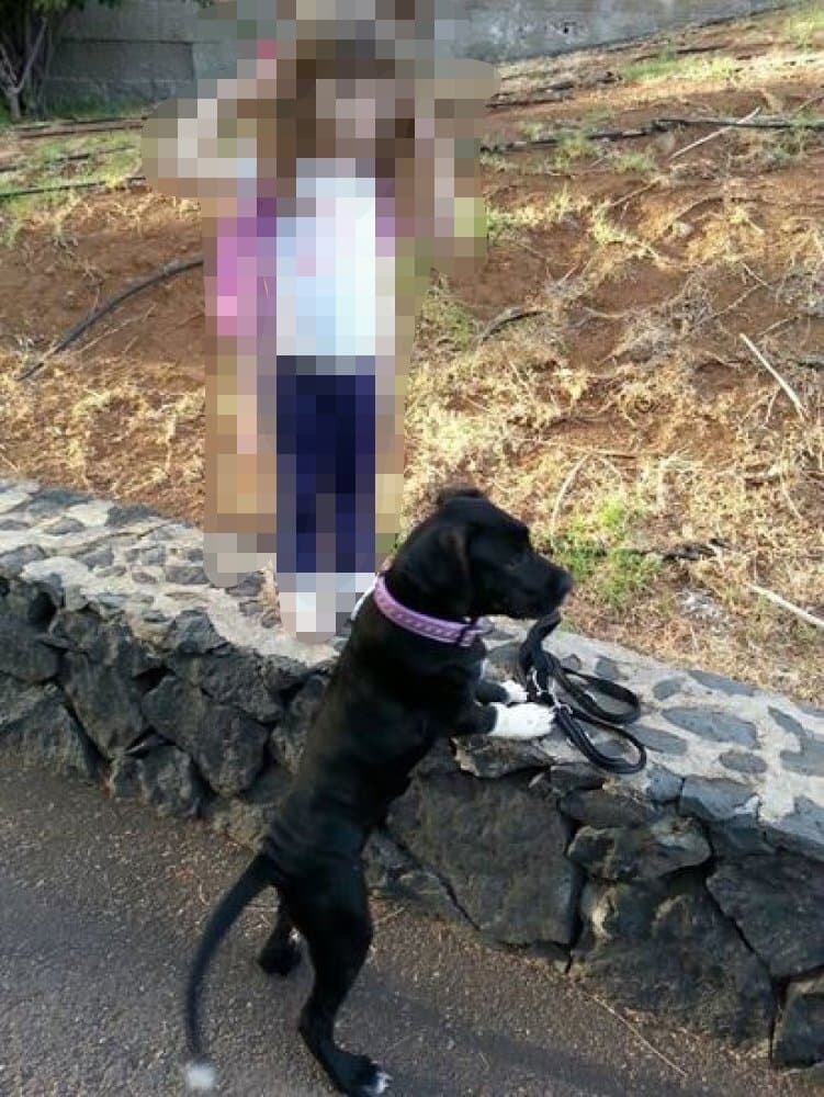 ARAYA DE PERRO DE LA TIERRA 1