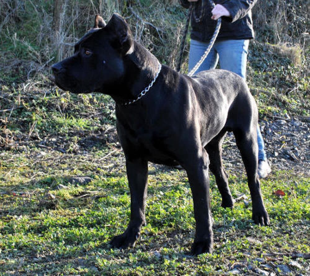 BELLIGOLI THOR 1