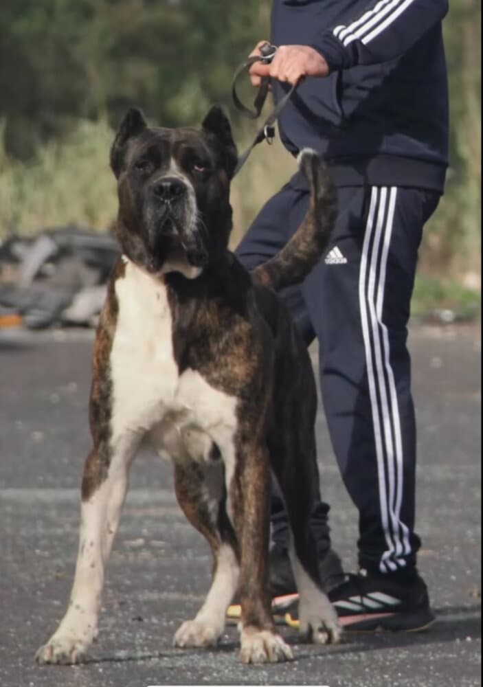 KYRON DE SPARTA WILDBOYZ 1